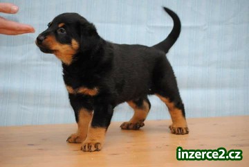 Beauceron, francouzský ovčák, Berger de Beauce_1 502243_1.jpg