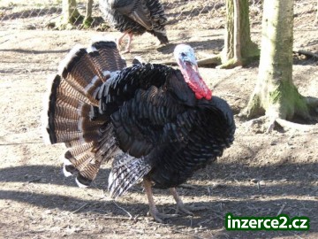 Líheň čistokrevné drůbeže z renomovaných chovů:_2 502276_2.jpg