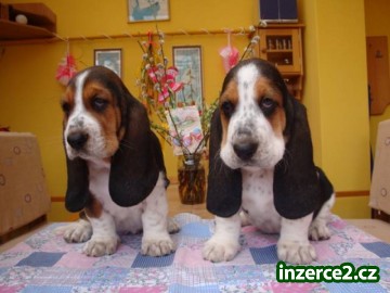 Basset hound, Basset, Baset_1 502554_1.jpg