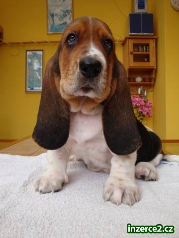 Basset hound, Basset, Baset_2 502554_2.jpg