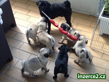 Mops šteniatka...béžové mops, mopslíky_1 503043_1.jpg