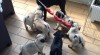Mops šteniatka...béžové mops, mopslíky 503043_t.jpg