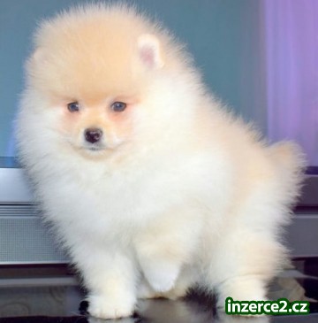 Pomeranian_1 503285_1.jpg