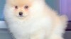 Pomeranian 503285_t.jpg