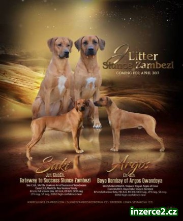 Rhodesian ridgeback štěňata s PP_1 503425_1.jpg