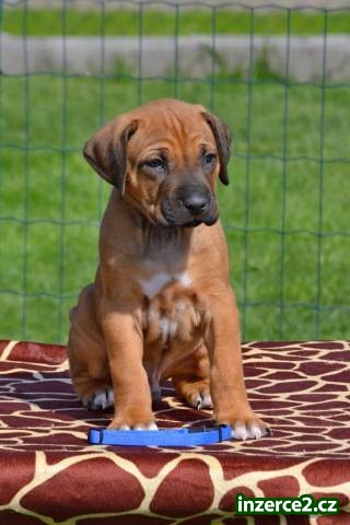 Rhodesian ridgeback štěňata s PP_2 503425_2.jpg