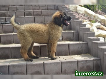 Leonberger štěňátka s pp_1 503861_1.jpg