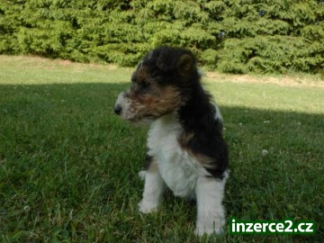 Štěňata foxterier drsnosrstý-pejsci_2 503867_2.jpg