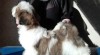 Shih-tzu 504032_t.jpg