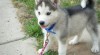 Šteňatá Sibírsky husky. 504705_t.jpg