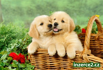 Zlatý retriever šteniatka hladkať javiska._1 504717_1.jpg