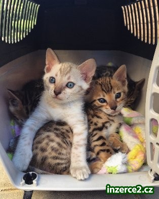 Bengal kocourek_1 504719_1.jpg