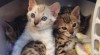 Bengal kocourek 504719_t.jpg