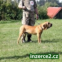 3 čistokrvné šteňatá fila brasiliero na predaj_1 504927_1.jpg