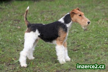 Štěňata foxterier drsnosrstý-pejsek_1 504980_1.jpg