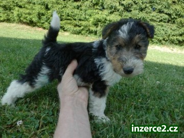 Štěňata foxterier drsnosrstý-pejsek_2 504980_2.jpg