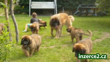 Štěňata Leonbergera_2 505006_2.jpg