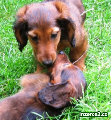 Jezevčík dlouhosrstý trpasličí_1 505112_1.jpg