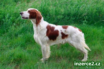IRWS - Irský červenobílý setr – štěňata_1 507128_1.jpg