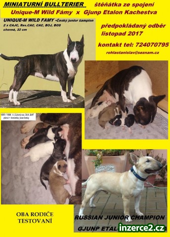 Miniaturní bullterier - prodám štěňátka_1 507346_1.jpg