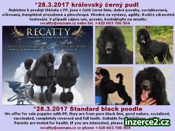 Pudl s PP - štěňata_2 507736_2.jpg