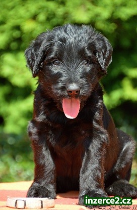 Briard s PP - černá štěňata_2 508555_2.jpg