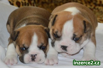 Anglický bulldog - štěňata s průkazem původu_1 508704_1.jpg