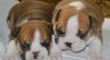 Anglický bulldog - štěňata s průkazem původu 508704_t.jpg