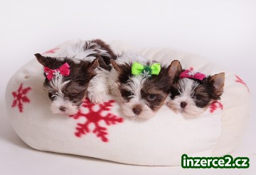 Barevní jorkšírkové s rodokmeny_1 509523_1.jpg