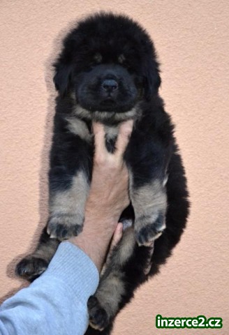 Tibetská doga - štěně s PP_2 510857_2.jpg