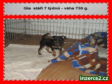 pražský krysařík fenka štěně s pp_1 510996_1.jpg