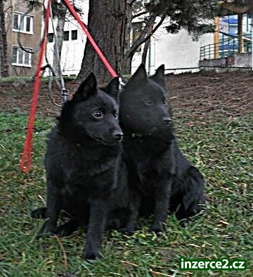 Šiperka_1 511331_1.jpg