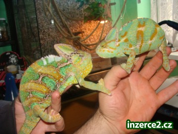 chameleón jemenský_1 51290_1.jpg