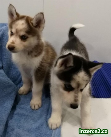 Rozkošné siberské husky štěňátka pro pěknou rodinu_1 512961_1.jpg