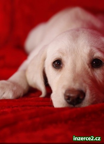 Krásné štěňata labradorských retrívrů pro přijetí_1 513861_1.jpg
