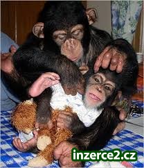Krásný baby šimpanz na prodej_1 514092_1.jpg