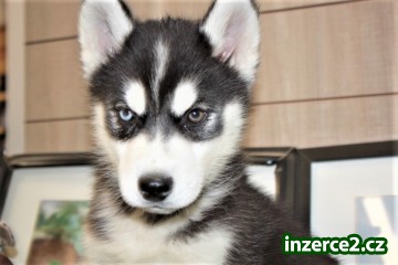 Štěně Sibiřský husky pro přijetí_1 514334_1.jpg