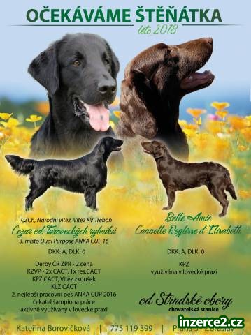 Prodám (rezervace) štěňátka Flat coated retrievera_1 514729_1.jpg