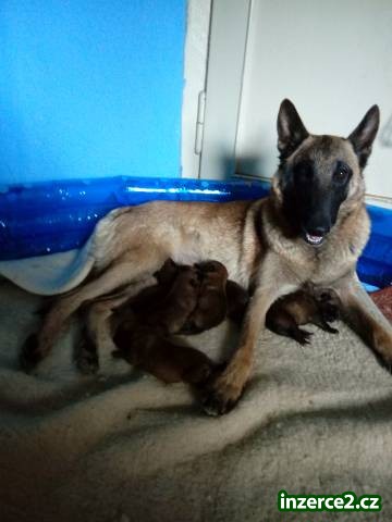 Belgický ovčák Malinois_1 514932_1.jpg