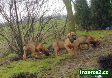 Tosa Inu štěňátka s PP_2 51546_2.jpg
