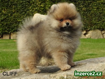 Pomeranian s PP_1 516789_1.jpg
