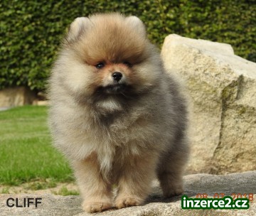 Pomeranian s PP_2 516789_2.jpg