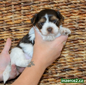 Jorkšírský terrier - štěňátka s PP_1 516856_1.jpg