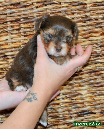 Jorkšírský terrier - štěňátka s PP_2 516856_2.jpg