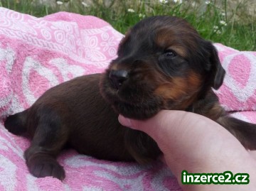 Briard - palvá štěňata s PP_1 517108_1.jpg