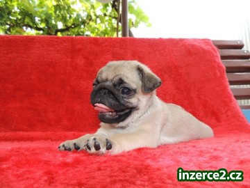 MOPS_2 517257_2.jpg