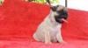 MOPS 517257_t.jpg