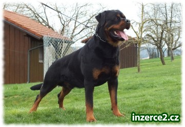 Zadám štěňata rotvajlera s PP_2 517477_2.jpg