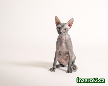 Kotata don sphynx s pp_1 517516_1.jpg