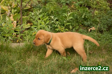 Labradorský retriever s PP_1 517623_1.jpg